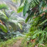 Wanderweg durch den Regenwald am Mount Scenery, Saba